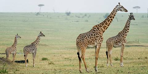 4-Day Tanzania Safari with Two Nights at Serengeti