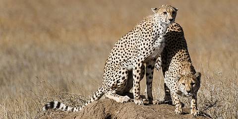 3-Day Tarangire National Park, Serengeti & Ngorongoro