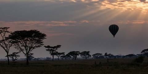 8-Day Special Program to the Tanzania NP, ( Mid Range)