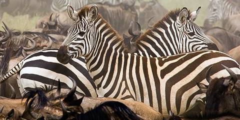 4-Day Fly-in, Live Wild, Epic Tanzania Safari Adventure