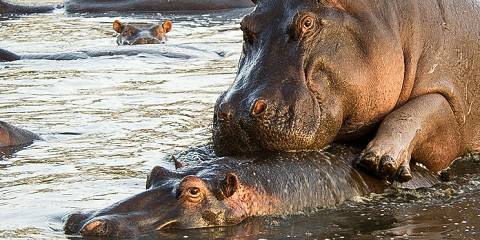 6-Day Tarangire, Serengeti, and Ngorongoro