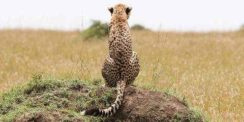 Arusha NP, Tarangire, Serengeti, Ngorongoro Luxury