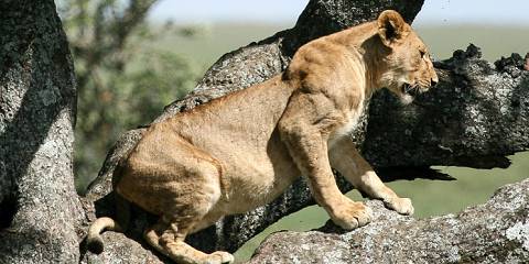 4-Day Safari to Tarangire, Serengeti & Ngorongoro Crater