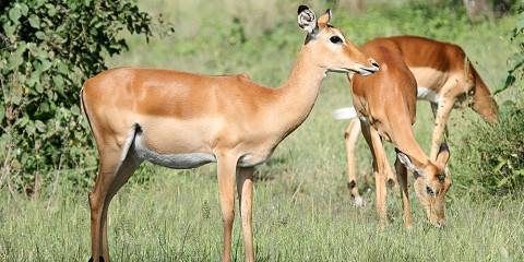 7-Day Amazing Tanzanian Nature and Cultural Experience
