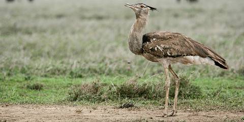 4-Day Classic Tarangire, Serengeti & Ngorongoro Safari