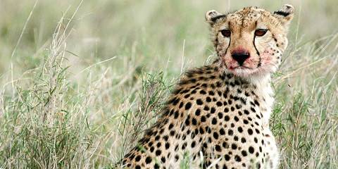 Ndutu Great Migration, Perfect Expedition Bliss
