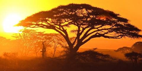 1-Day Mwanza to Serengeti National Park Genuine Safari