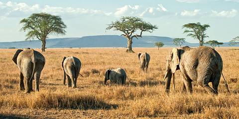 7-Day Tanzania Northern Circuit Amazing Luxury Adventure