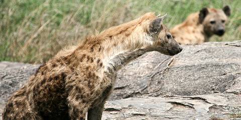 Safari from Arusha to View the Great Wildebeests