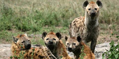 Explore Serengeti National Park in Depth