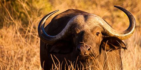 6-Day Private Tour Cultural and Wildlife Experience