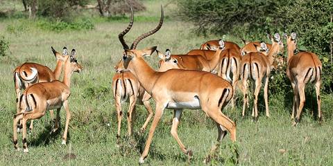 3-Day Tanzania Safar, Fly-in Zanzibar, Explore Top Parks