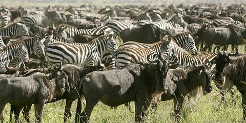 1-Day Shared Safari to Tarangire NP from Arusha