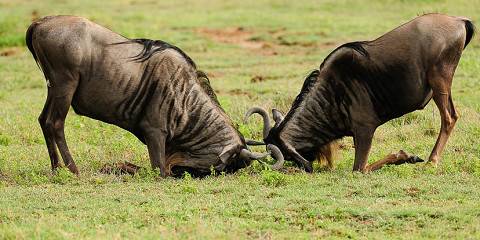 5-Day Fly-in Safari & Culture – Tanzania Mid-Range Tour