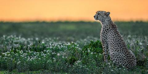 9-Day Budget Safari with Walking & Kilimanjaro