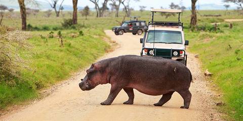 16-Day Northern Circuit, Southern Tanzania and Migration