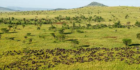 4-Day Tarangire Ngorongoro Crater &Serengeti Fly-out Kia