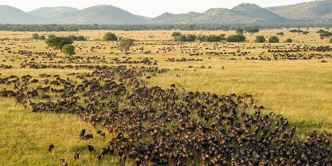 7-Day Serengeti Experience on Wildebeest Migration