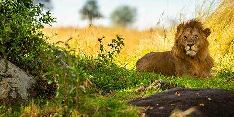 7-Day Luxury All Inclussive Tanzania Safari