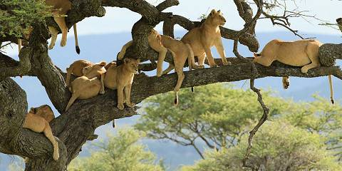 5-Day Top Northern Circuit Tanzania Safari - Mid Range
