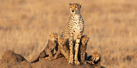 3-Day Memorable Safari in Serengeti Fly-in from Zanzibar
