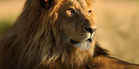 11-Day Culture, Wildlife & Beach Bliss – Midrange Tour