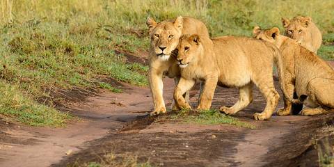 5-Day Amazing Big Five & Endless Plains Safari
