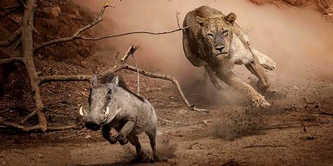 3-Day Luxury Tour from Dar to Serengeti and Crater