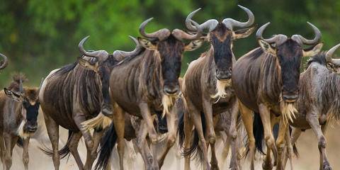 8-Day Mid-Range Safari to Northern Serengeti