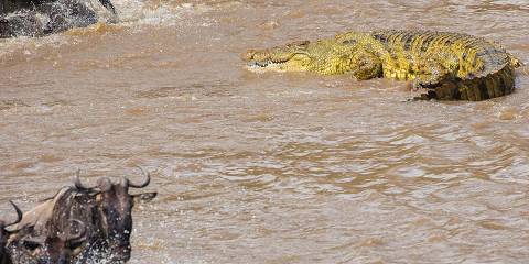 8-Day Serengeti Wildebeest Migration Safari