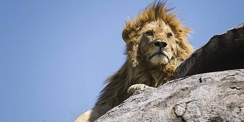 5-Day Fly-in Safari for Anniversary