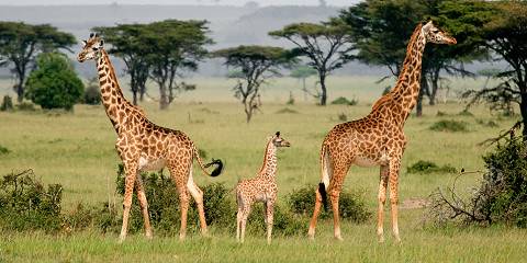 3-Day Mid Range Safari - Serengeti & Ngorongoro Crater