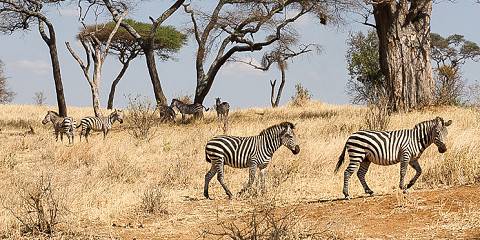 4-Day Ultimate Birthday Fly-in Safari