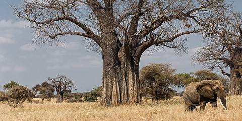 4-Day Midrange Safari to Tarangire, Ngorongoro & Manyara