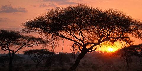 5-Day Ultra Luxury Fly-in Serengeti with Meliá Lodges