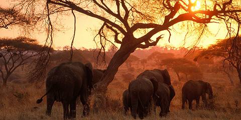 6-Day Ultimate Serengeti Crater Manyara and Tarangire
