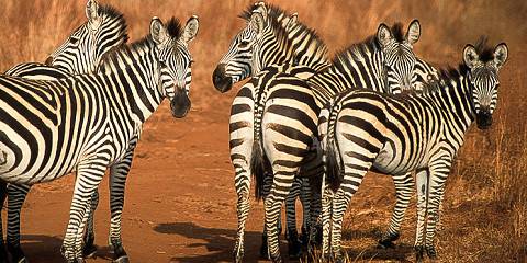 2-Day Tanzania Classic Lodge Safari