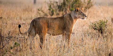 3-Day Tarangire NP, Ngorongoro and Materuni Waterfalls