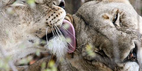 5-Day Affordable (Safari Lodges) in (Nyerere & Mikumi)