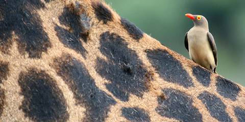 1-Day Shared Fly in/out Zanzibar to Mikumi National Park