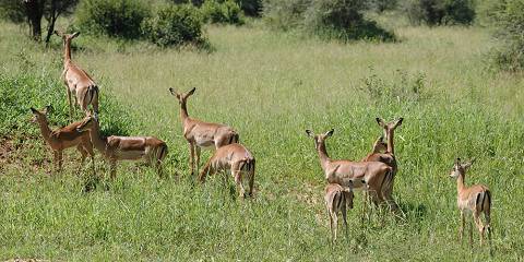 5-Day Budget Safari, Tarangire, Serengeti and Ngorongoro