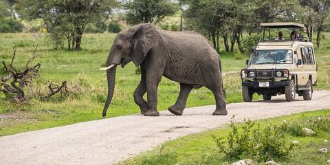 4-Day Tour to Tarangire, Serengeti & Ngorongoro Crater