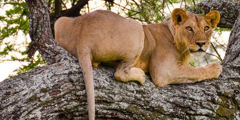 4-Day Tanzania Safari Plus