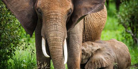 10-Day Serengeti to Zanzibar Journey – Comfort & Deluxe