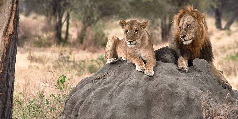 Affordable from Nairobi to Serengeti with Zanzibar