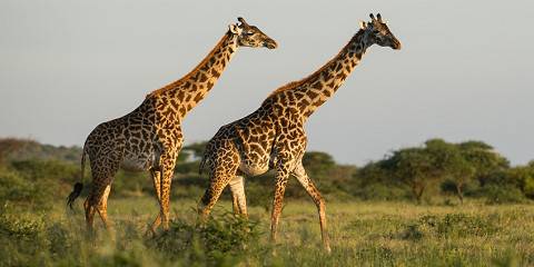 4-Day 3 Premium Parks Safari & Materuni Experience