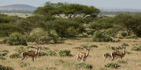 4-Day Midrange Tarangire/Serengeti/Ngorongoro/Manyara