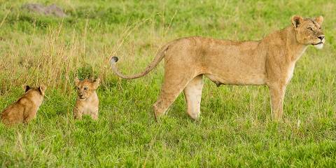 3-Day Safari from Zanzibar, Tarangire Ngorongoro Manyara