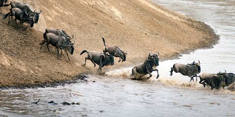 8-Day Western Serengeti Wildebeests Migration May-July