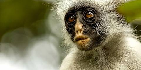 3-Day Arusha NP- Lake Manyara NP - Tarangire NP, Budget